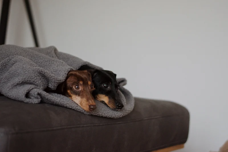 Oversize Hundedecke aus Teddy Anthrazit