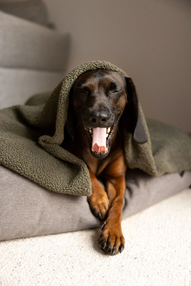 Oversize Hundedecke aus Teddy Grün