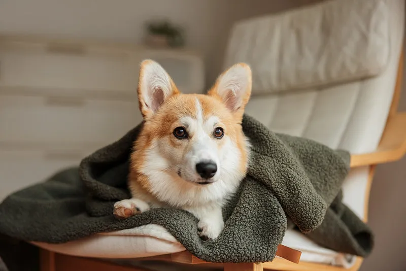 Oversize Hundedecke aus Teddy Grün
