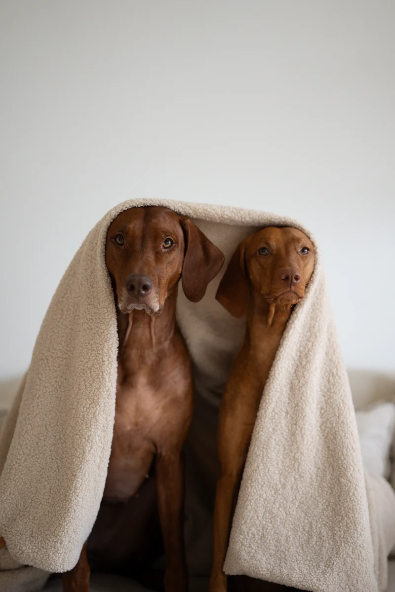 Oversize Hundedecke aus Teddy Beige