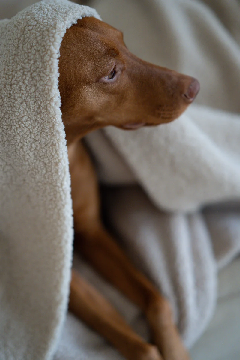 Oversize Hundedecke aus Teddy Beige