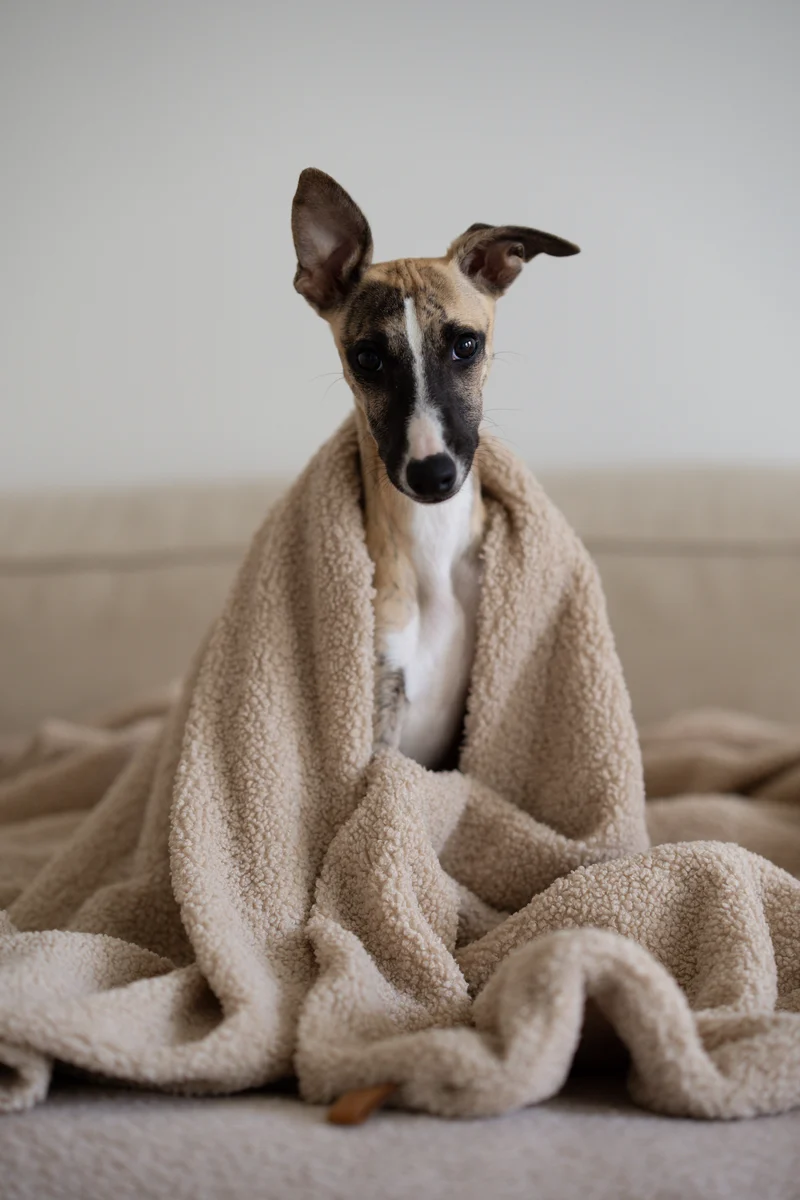 Oversize Hundedecke aus Teddy Beige