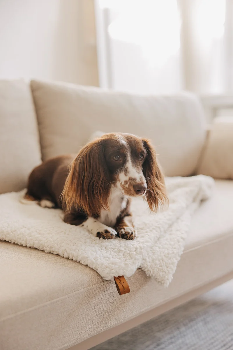 Hundedecke Nube Off-White