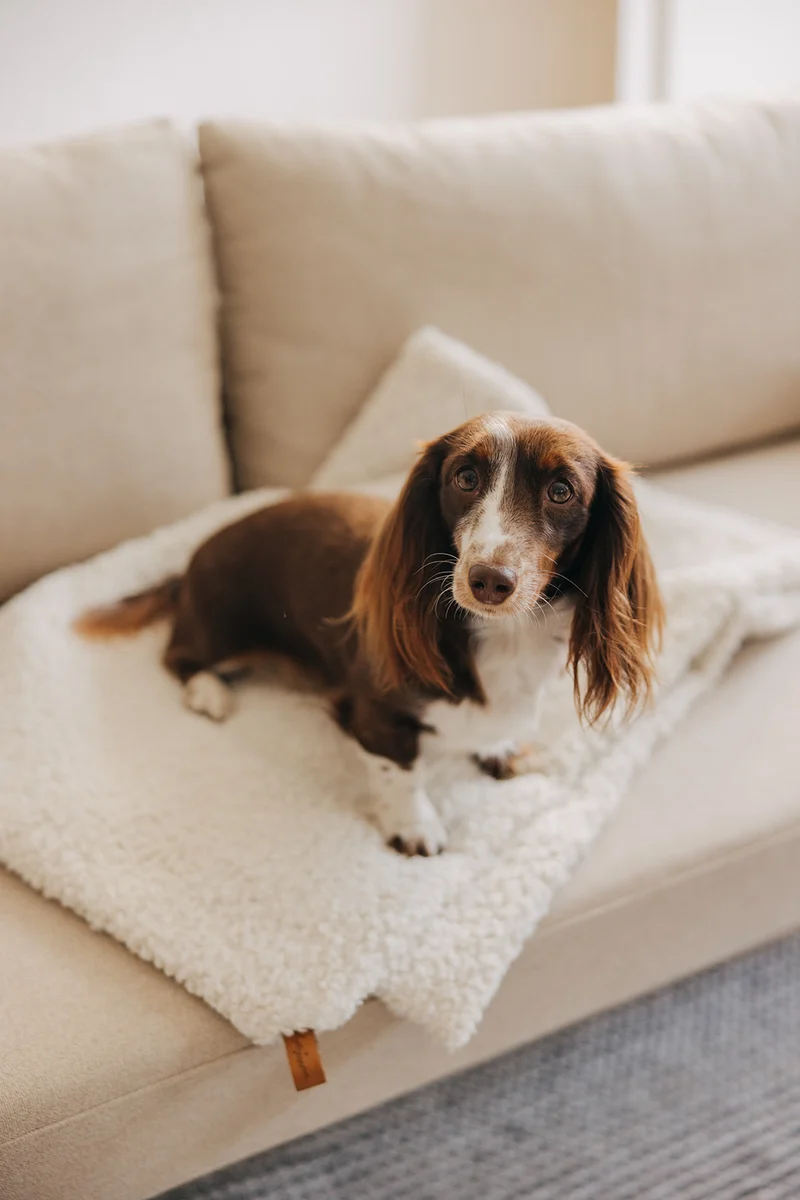 Hundedecke Nube Off-White