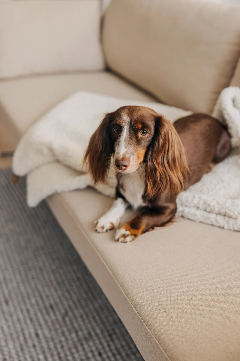Hundedecke Nube Off-White