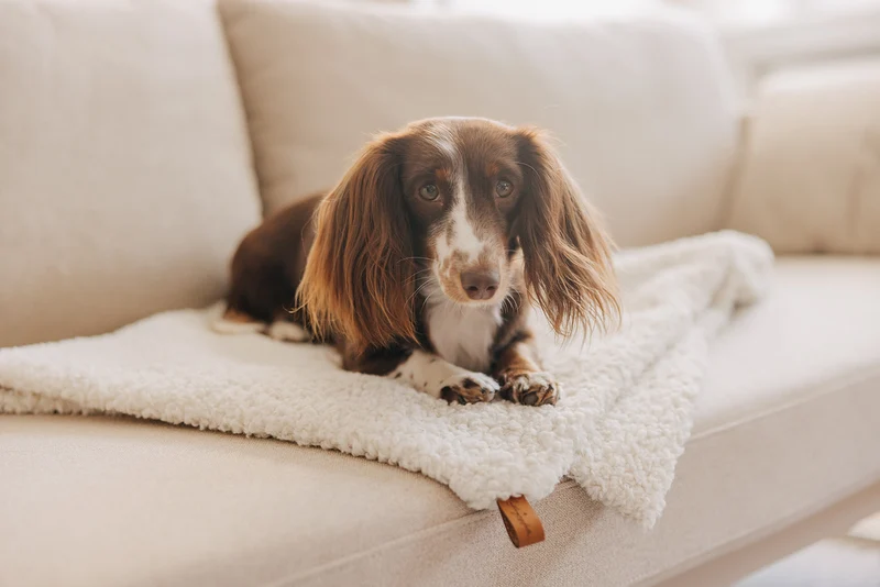 Hundedecke Nube Off-White