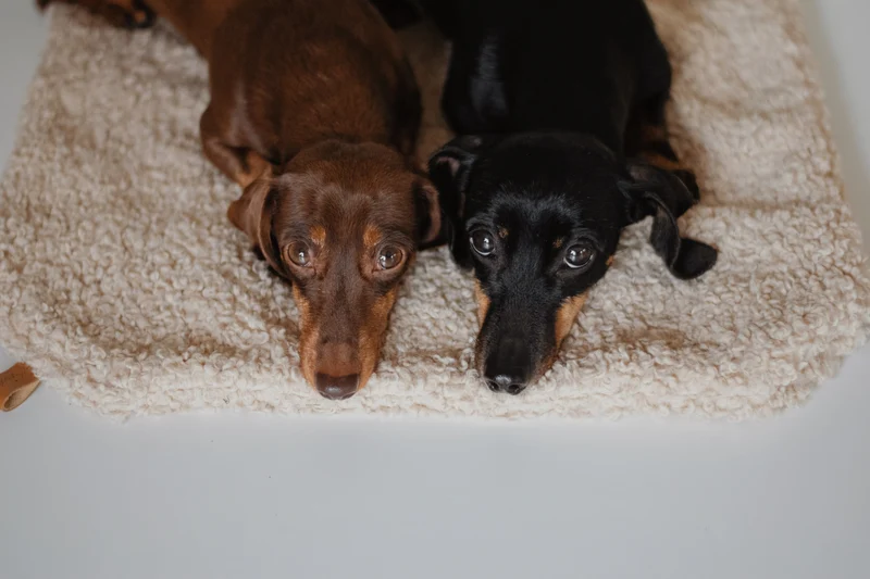 Hundedecke Nube Beige