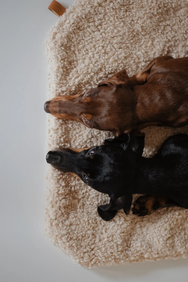 Hundedecke Nube Beige