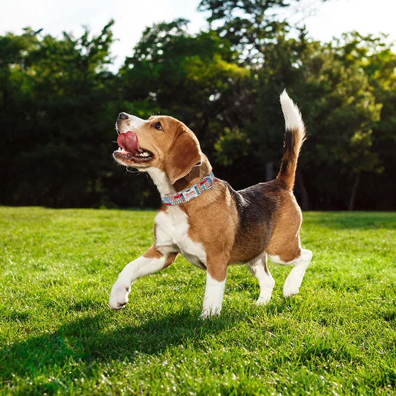 Hundehalsband-Leinen Set mit Gravur