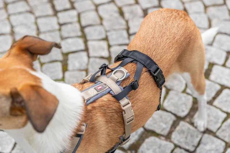Panik-Adapter Stay für Geschirre