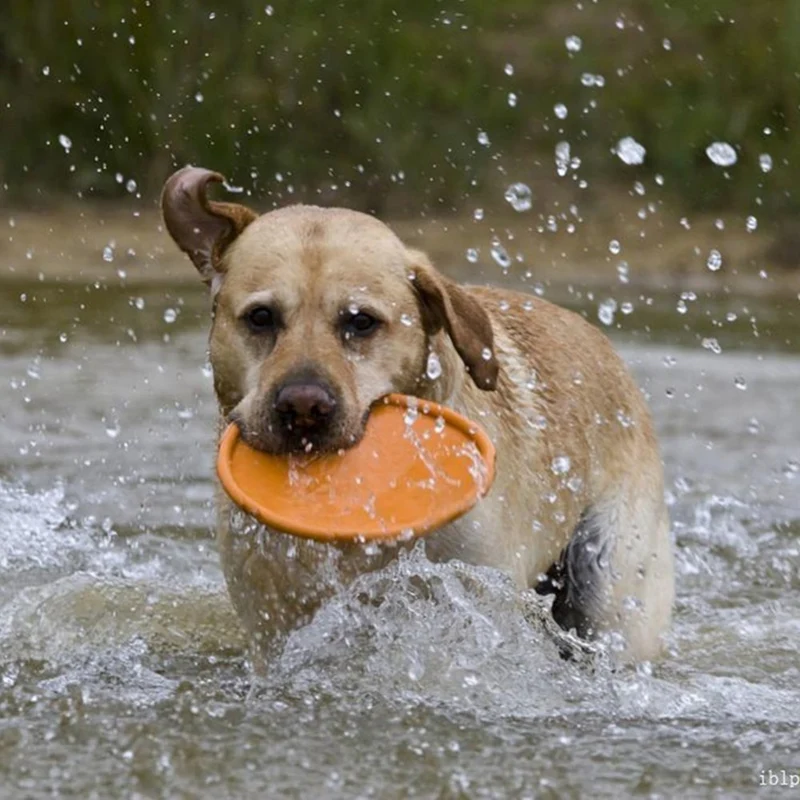 Kauresistentes Gummi-Frisbee