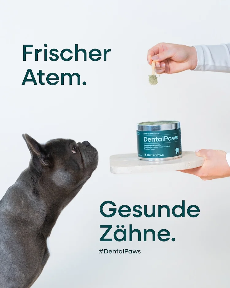 DentalPaws für Hunde von BetterPaws - Pulver für Zahn und Maulflora - 250g