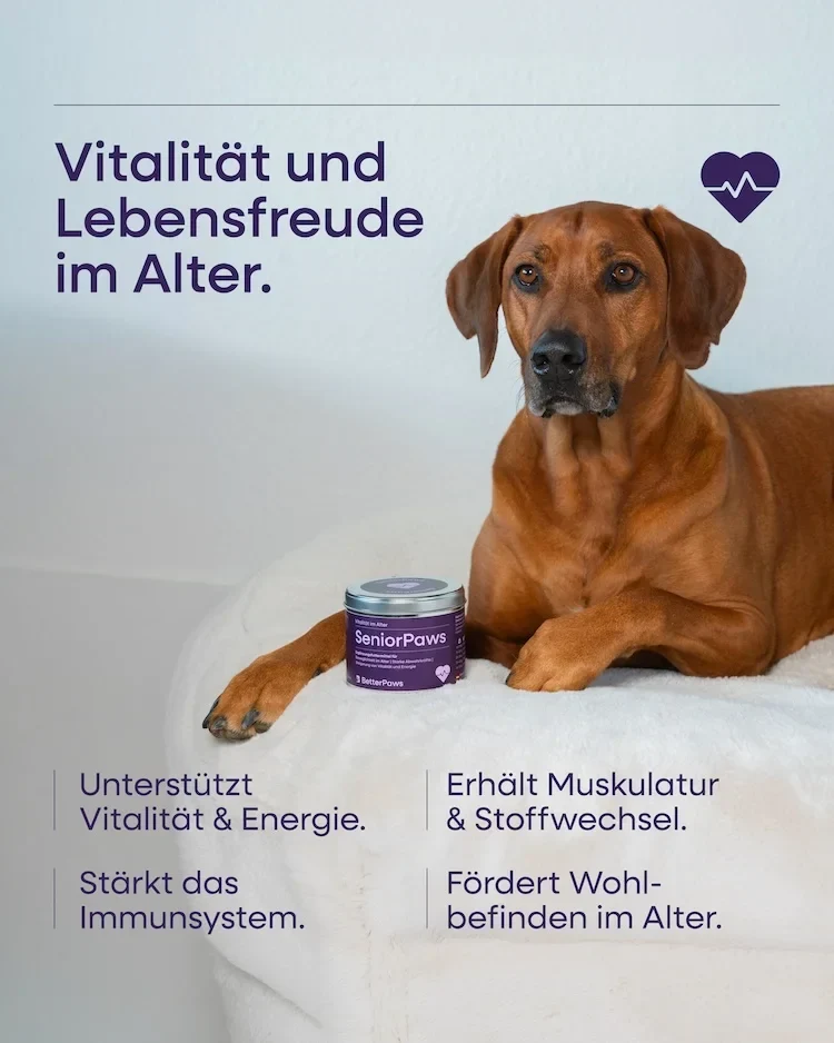 SeniorPaws für Hunde von BetterPaws - Pulver für Vitalität im Alter - 250g