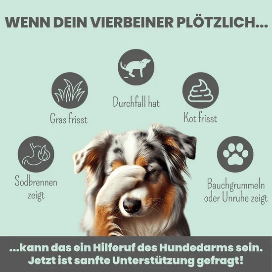 Noms+ Präbio Belly AKUT: pflanzenbasierte Darmkur für Hunde nach Moro-Art - Ready to eat