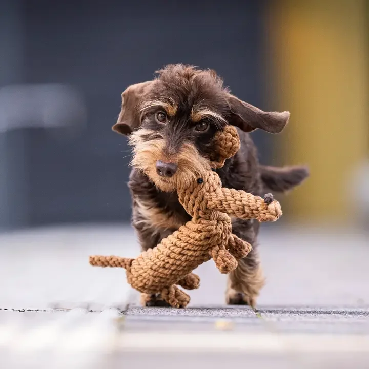 Öko-Hundespielzeug "Diego Dackel" | 100% Baumwolle & recyclebar | Natürliche Zahnpflege
