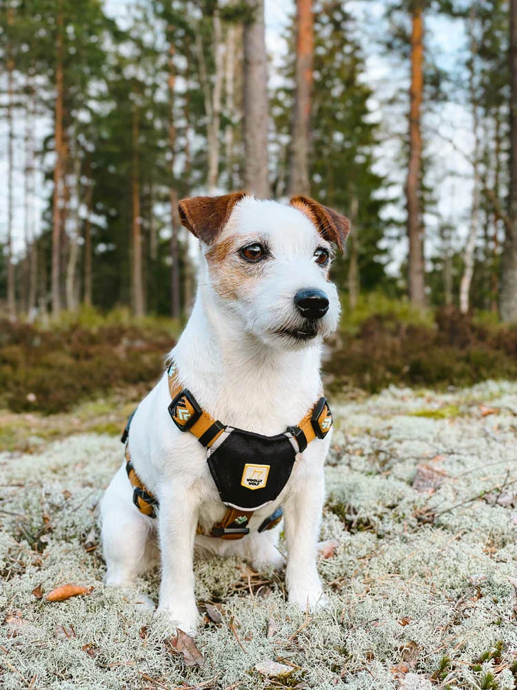 Nachhaltiges Hundegeschirr | Recycelt & reflektierend | Sea to Summit