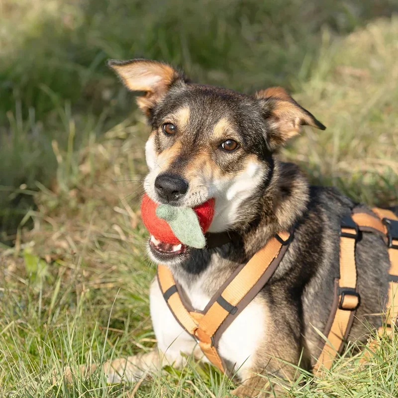 Hundespielzeug "Alfons Apfel" | 100% Schafwolle | Schadstoffgeprüft, zahnpflegend & schwimmfähig