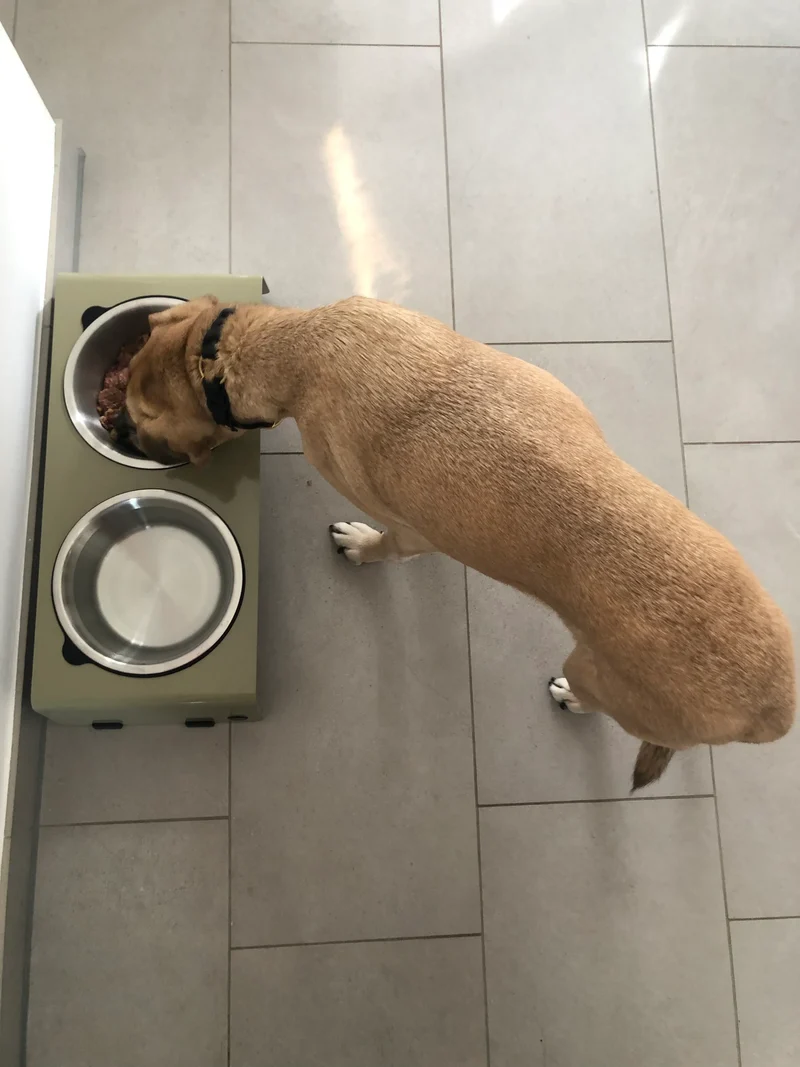 Jaska erhöhte Futterstation Hundebar ARC | Stahl & Edelstahl | 4 Größen | Olive