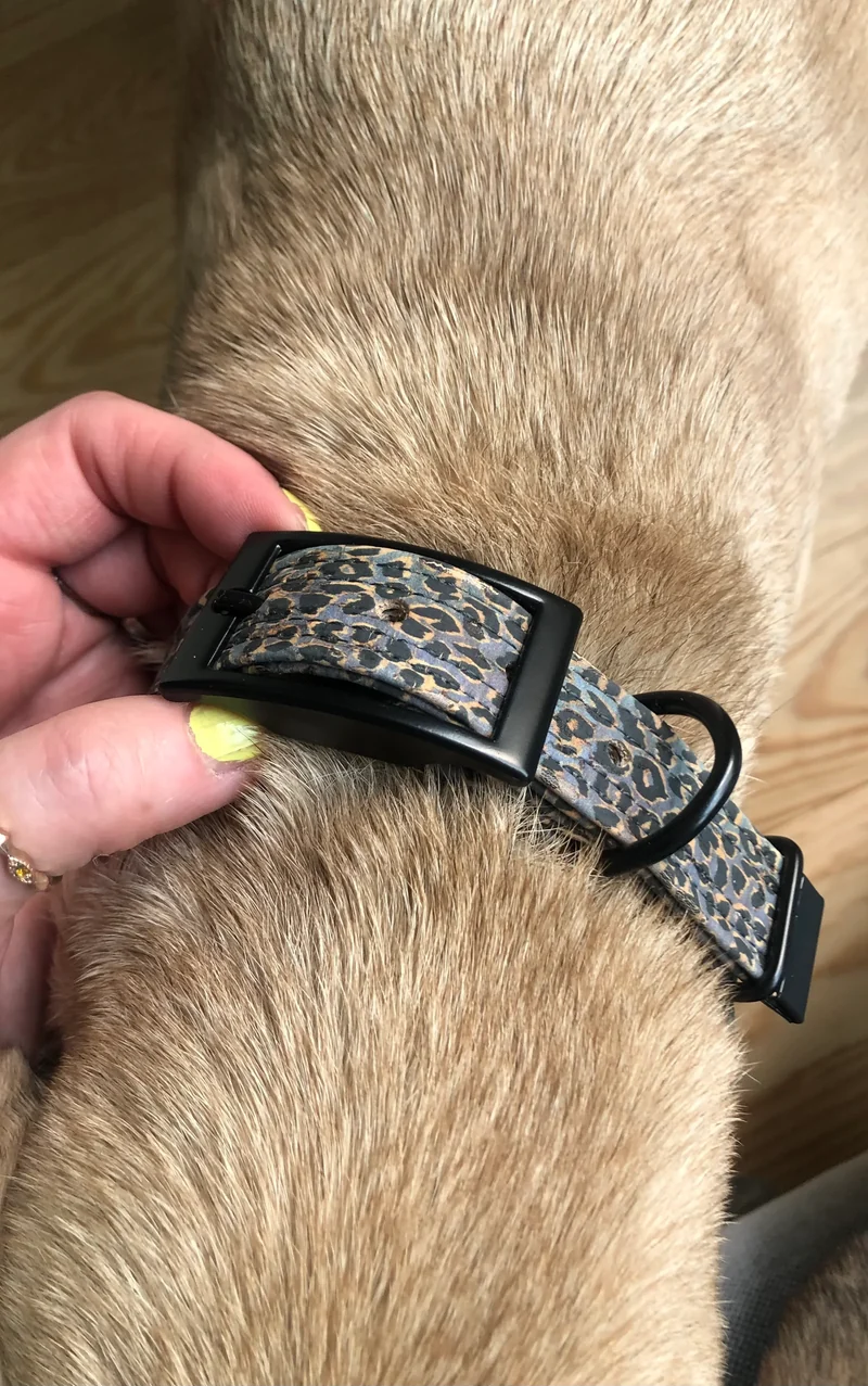 Hundehalsband mit Dornschnalle | Korkleder | Umweltfreundlich | Robust & Vegan | Leo blau/schwarz