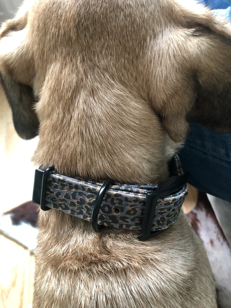 Hundehalsband mit Dornschnalle | Korkleder | Umweltfreundlich | Robust & Vegan | Leo blau/schwarz
