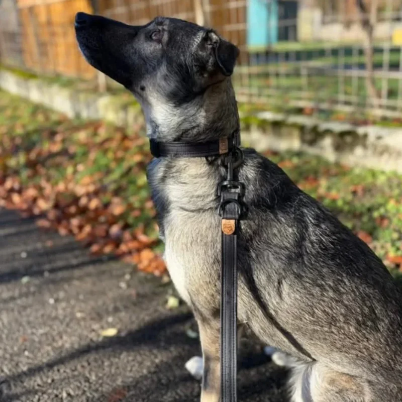 Hundehalsband mit Klickverschluss | Korkleder | Umweltfreundlich | Robust & Vegan | Schwarz/Schwarz