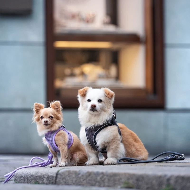 Max & Molly Matrix 2.0: Stylisches Air Vest Hundegeschirr für Deinen Liebling