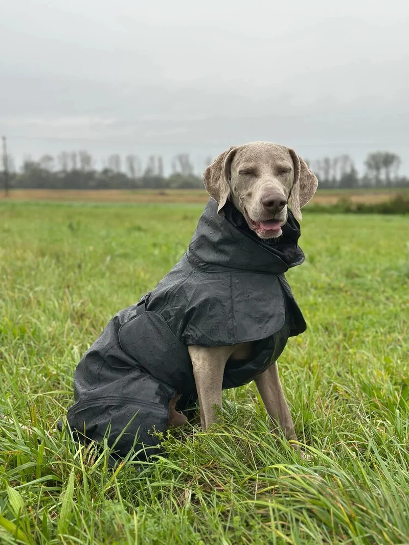 Hochreflektierender Hundewintermantel