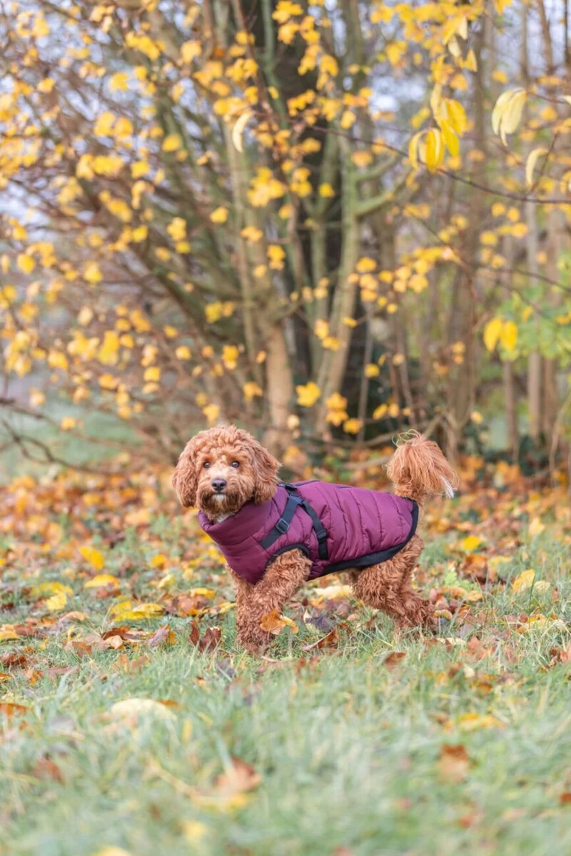 Geschirr-Wintermantel für Hunde Pirou