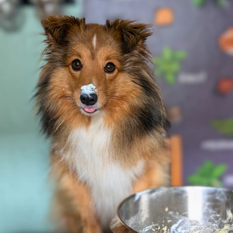 Pup-Cakes Backmischung für Hunde