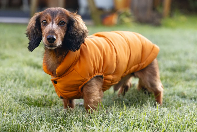 Beeztees Wisti Hundemantel für Dackel mit Plüschfutter