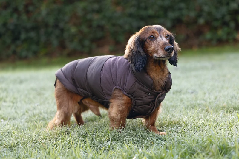 Beeztees Wisti Hundemantel für Dackel mit Plüschfutter