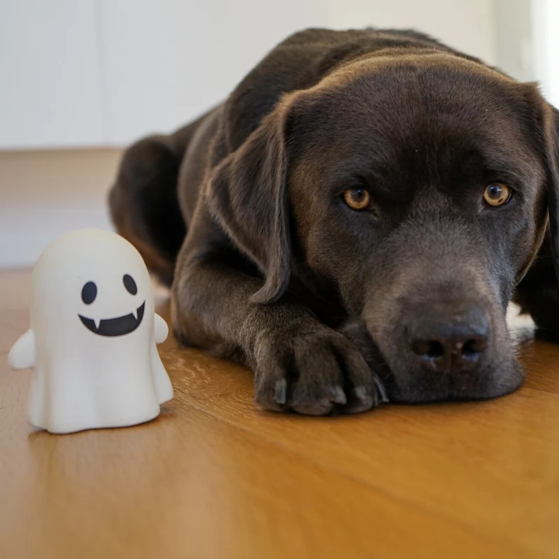 Beeztees Halloween Geist Boe Latex-Hundespielzeug mit Squeaker