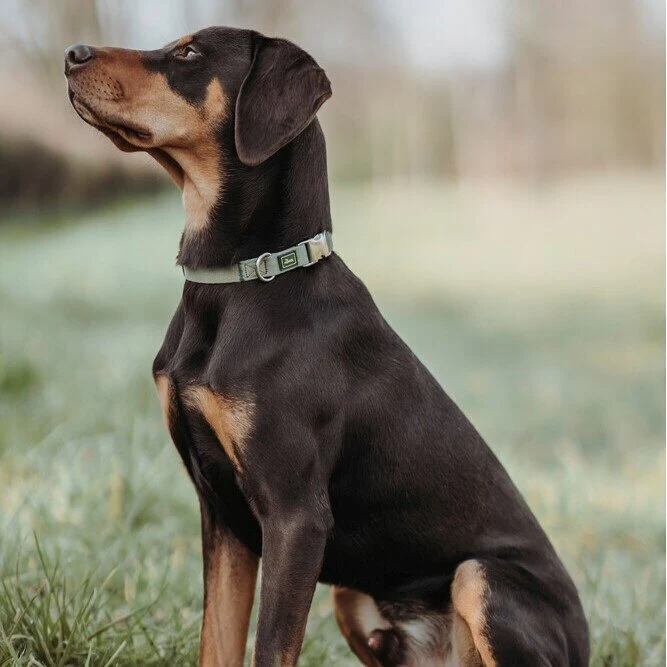 Hunde Halsung Inari Alu-Strong