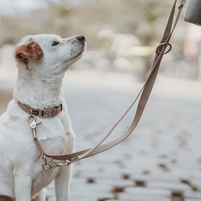 Hunde Halsung Inari Alu-Strong