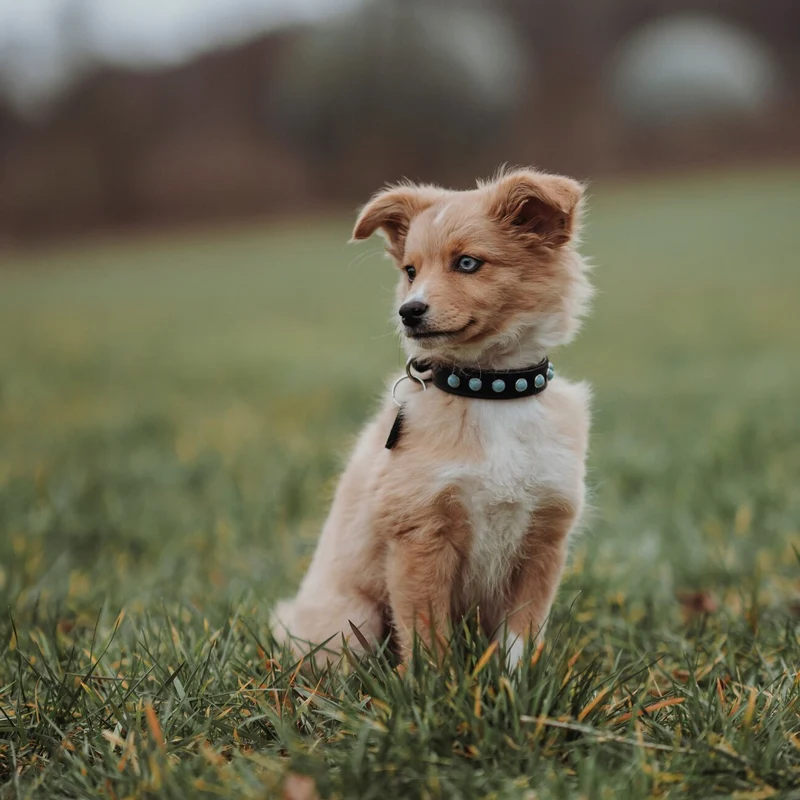 Hundehalsband Modica aus Leder