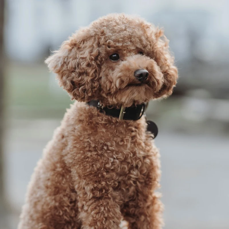 Leder Hundehalsband Mombasa