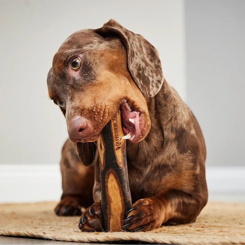 Wolters Olivi Stick Kauholz aus Olivenholz für Hunde
