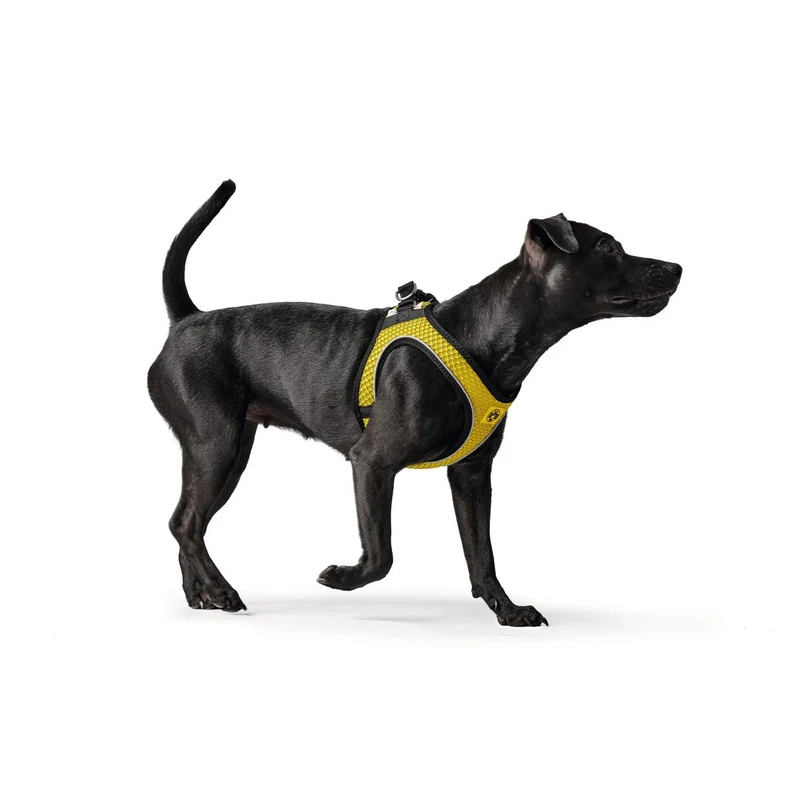 Hundegeschirr Hilo Comfort BVB