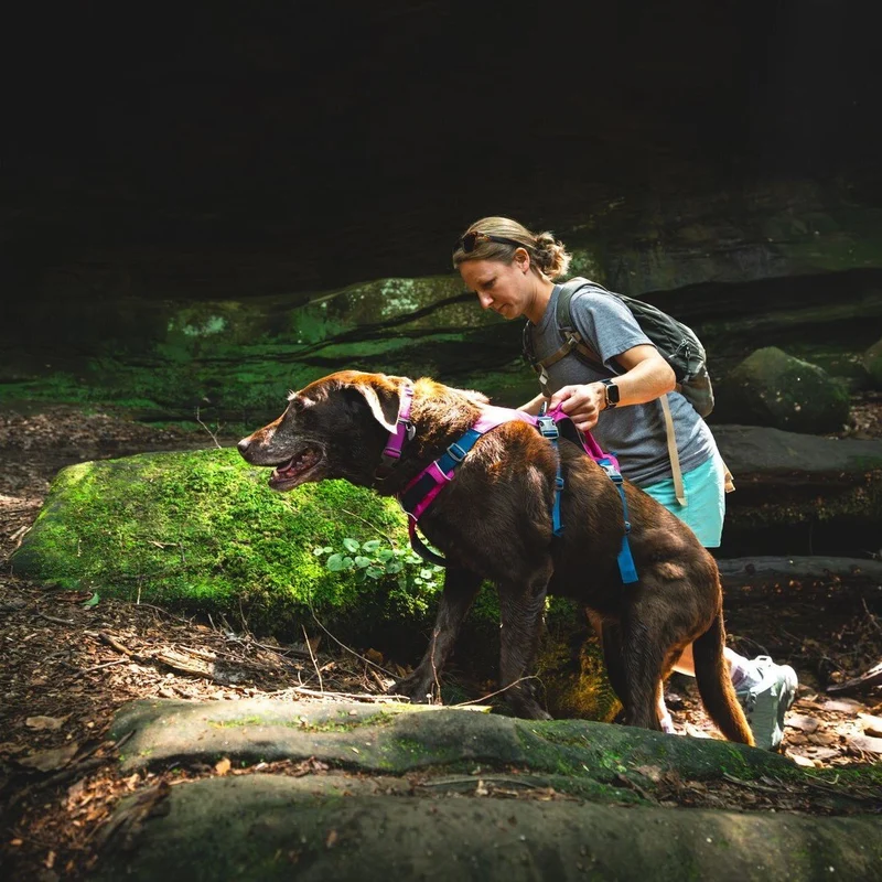 Ruffwear Hundegeschirr Flagline