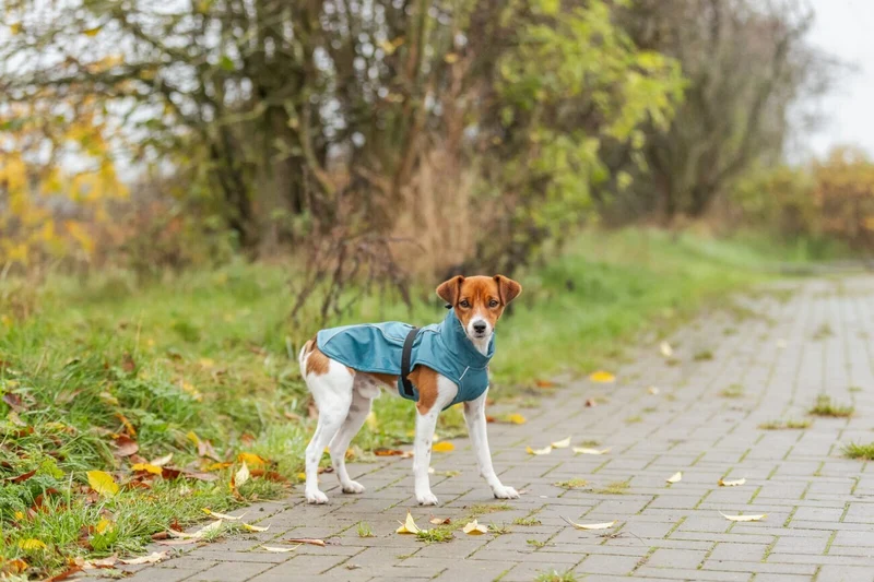 TRIXIE Hunde Regenmantel Vimy – wasserdicht, mit Bauchschutz & Reflektoren | XS–XL