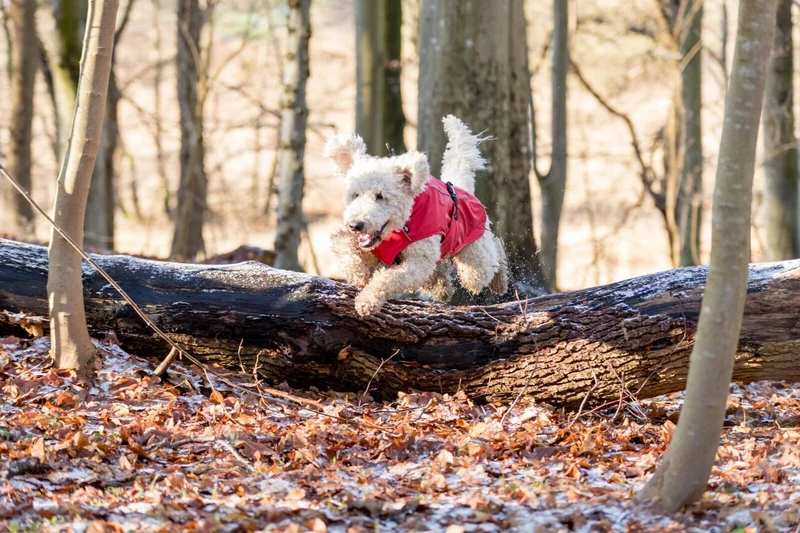 TRIXIE Hunde Regenmantel Vimy – wasserdicht, mit Bauchschutz & Reflektoren | XS–XL