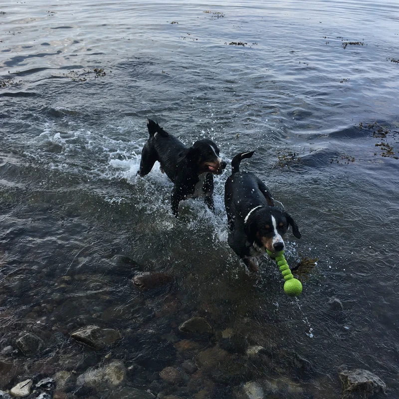 Wolters Aqua-Fun Gym Hundespielzeug