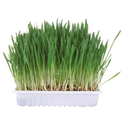 Nagergras, Schale