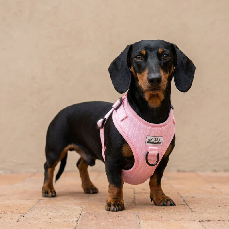 Sellerie Teckel Harnais Marshmallow Rose